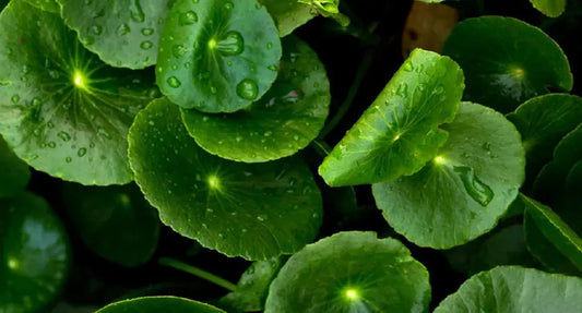 CICA and Licorice Natural Ingredients for Soothing and Brightening